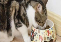 自制猫粮的做法大全 附土豆草鱼虾仁猫饭