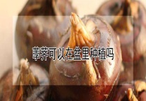 荸荠可以在盆里种植吗？