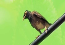 怎么区分海南八哥的公母 海南八哥学话能力怎么样