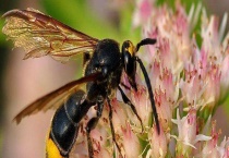 马蜂报复的原理及驱赶方法 注意事项有哪些？