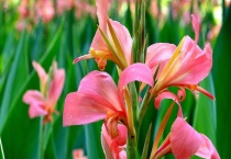 郁金香和美人蕉的区别？