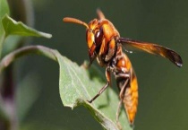 马蜂最怕什么东西 天敌有哪些？