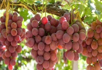 葡萄剪枝时间和多久？