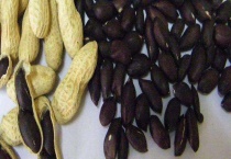 黑花生产地在什么地方 有什么价值