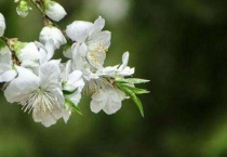 白色桃花是什么品种