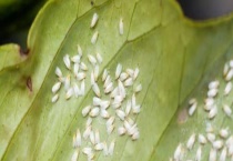 茉莉长虫怎么办 有哪些害虫