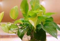 绿萝发黄是什么原因造成的