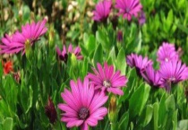 蓝目菊是多年生吗？