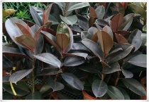 橡皮树叶子卷怎么补救