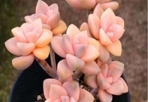 美杏锦是什么出的锦