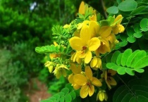 黄金梅是什么样的植物