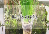 用瓶子装水种葱的多久？