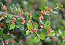 平枝栒子果实能吃吗？