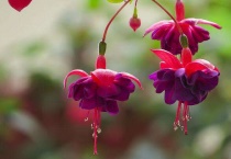 灯笼花叶子发黄掉叶是什么原因？