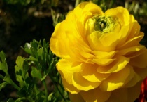 花毛茛有毒吗？