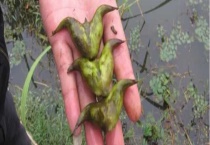 新鲜菱角是否能生吃 附菱角的作用