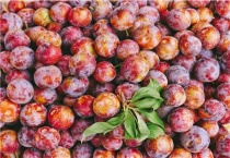 冰糖李与蜂糖李区别？