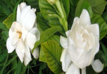 花水浇多了怎么办？