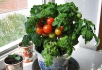 盆栽西红柿能长几年