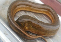 引起黄鳝性逆转的诱因 具体有哪些？