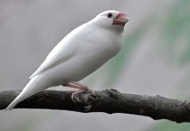 文鸟亲近人吗？