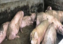 非洲猪瘟病毒能存活多久 非洲猪瘟病毒怎么杀死