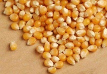 隔年陈玉米种子能种吗？