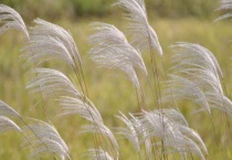 芒草和芦苇的区别？