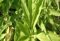 半夏有毒吗？附半夏中毒怎么办及半夏的炮制多久？