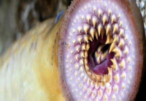 僵尸鱼是怎么回事？分布在哪里？可以吃吗？