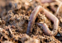 蚯蚓由哪三部分组成