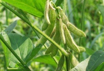 夏至后可以种豆子吗？