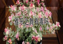 雅乐之舞有毒吗？