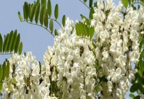 枣花蜜和槐花蜜哪个贵 一般在几月产蜜