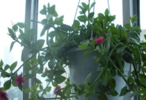 牡丹吊兰夏天能扦插吗？