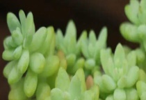 多肉植物如何养护才好看？附养护方式