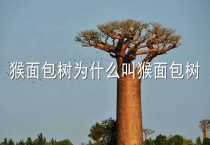 猴面包树为什么叫猴面包树