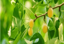 银杏果可以食用吗 有哪些食用禁忌