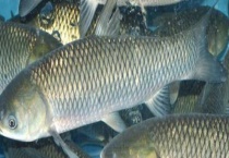 黄喉和草龟有什么不同 黄喉有什么生活习性