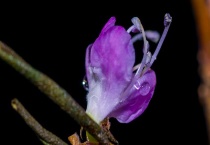 干枝杜鹃开完花怎么办？