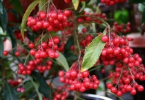 富贵籽可以在室内养吗？