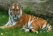 老虎是群居动物吗？