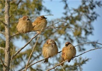 麻雀养大了认主吗？