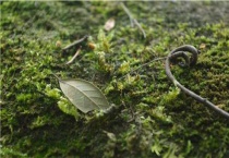 大棚土壤长青苔原因及解决多久？