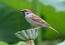 麻雀是不是保护动物