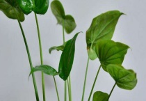 滴水观音是否有毒 误食会有什么反应