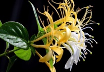 金银花保鲜多久？