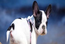 养法斗有哪些缺点 这六大缺点不可不知