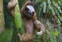 树懒是什么动物 有哪些特征 主要分布在哪里