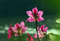 秋天种花注意什么？